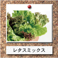 野菜-レタスミックス