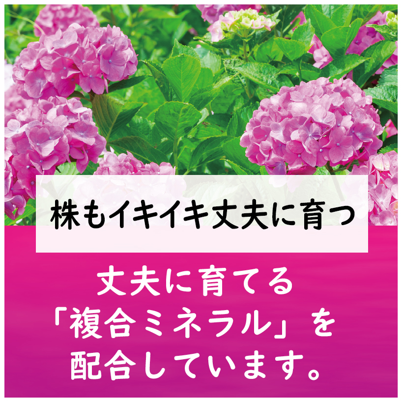赤アジサイ肥料LP-03