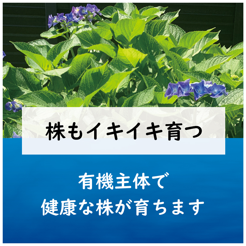 青アジサイ肥料LP-03