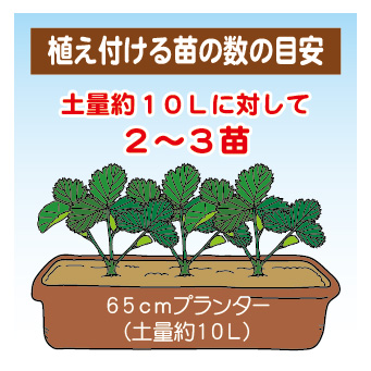 イチゴのプランター栽培2023-12