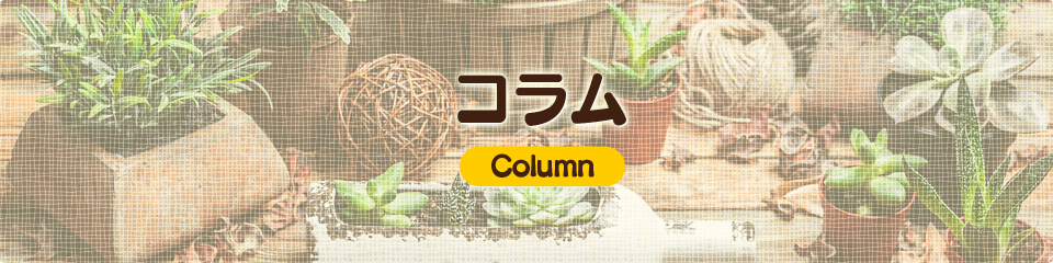 コラム