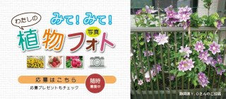 みて！みて！わたしの植物フォト