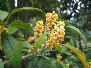 キンモクセイ開花中