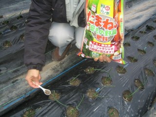 マルチ栽培でのたまねぎへの追肥　2月1日