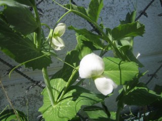 ｽﾅｯﾌﾟｴﾝﾄﾞｳの花が咲き始めました　2月22日