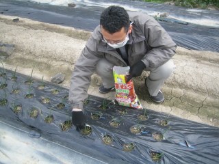 たまねぎに最後の追肥  3月1日