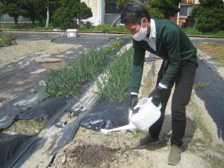 トウモロコシの種まき　4月1日