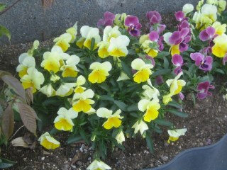 花壇に追肥をしました　4月9日
