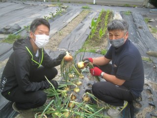 たまねぎ収穫　2回目　6月2日