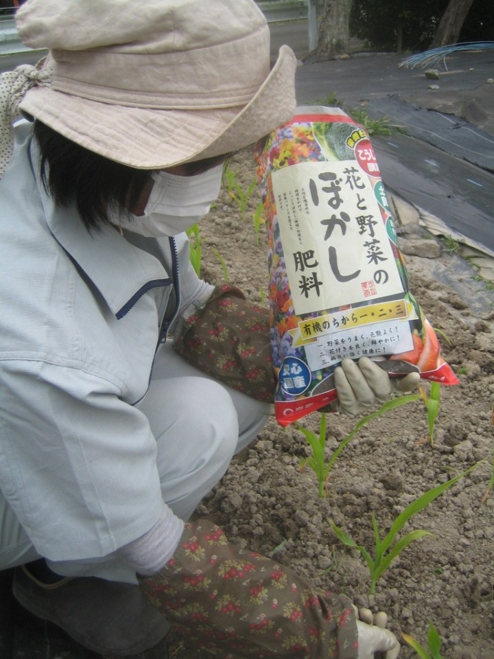 トウモロコシへ早めの追肥　6月3日