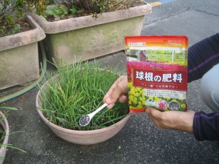 秋植え球根の季節になってきました　10月12日