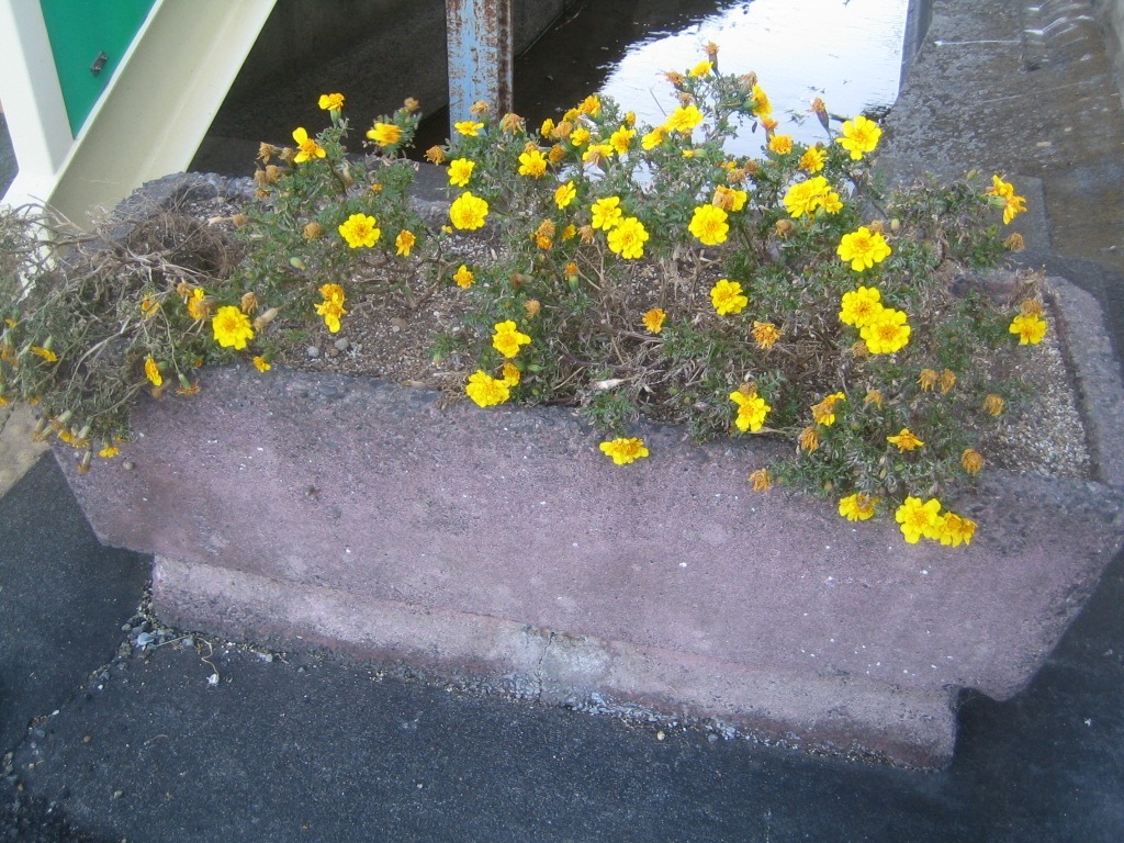 歩道橋花壇の植替え　11/29