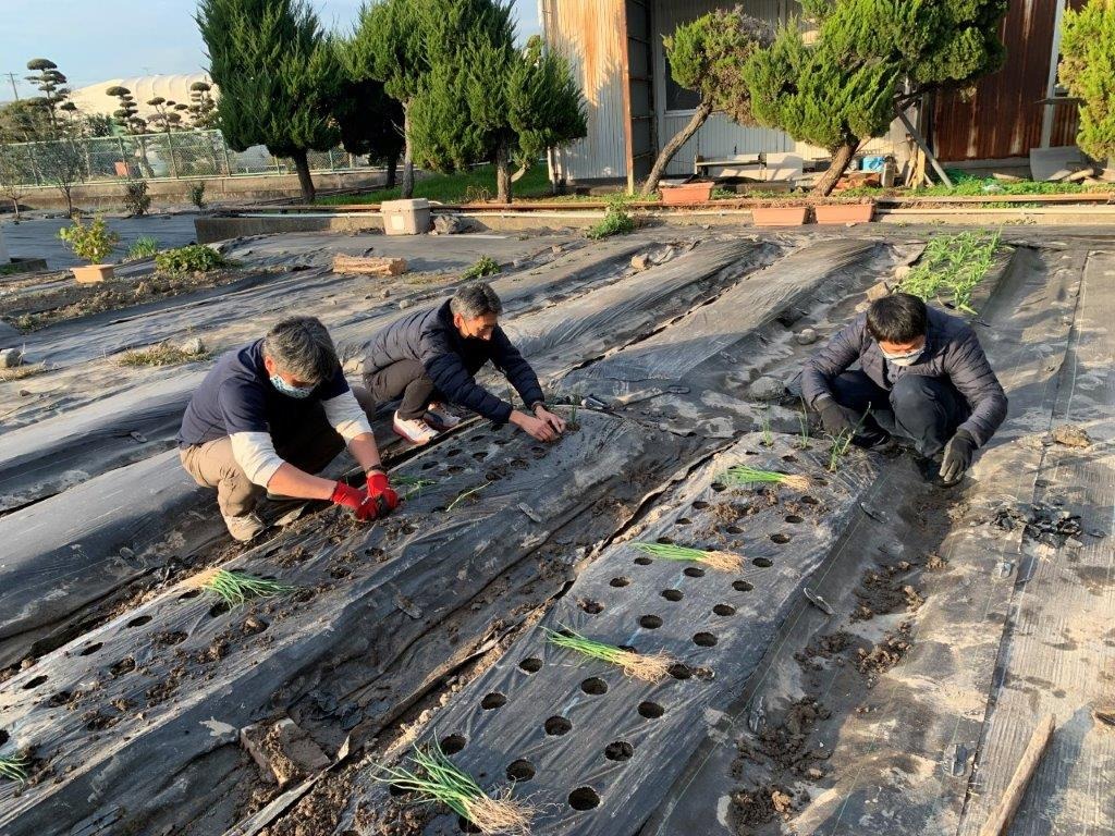 たまねぎの植え付け＆エンドウの種まき　12/10