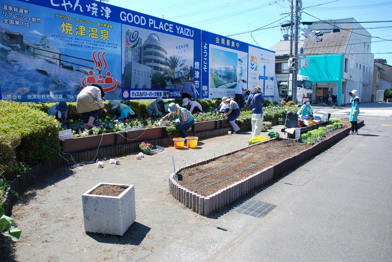 焼津市花の会様　6月花壇の植え付け　6/27