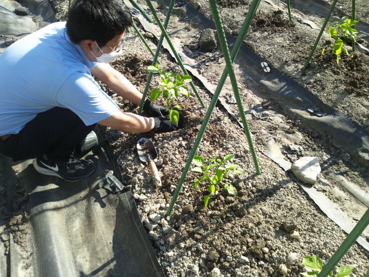 少し遅い夏野菜の植え付け　6/29