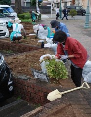 花抜きと土づくり　焼津市花の会様　10/17