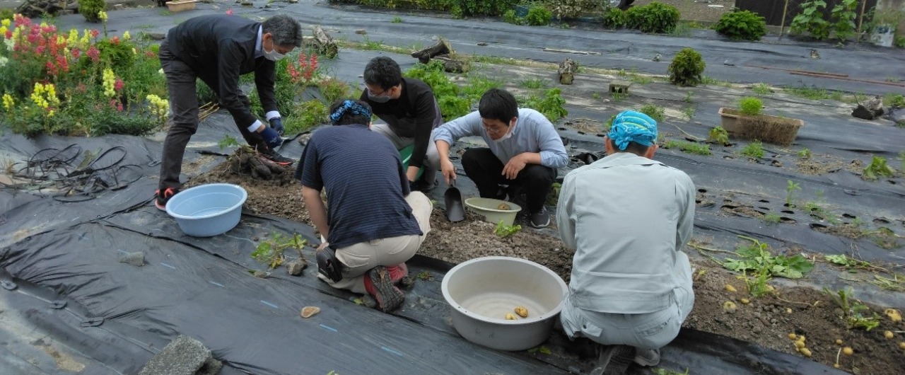 畑ジャガイモの収穫　6/1