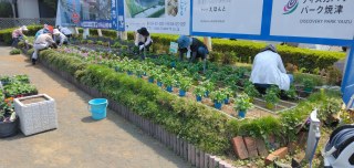 県道416号花壇と市役所前花壇の花の植え付け　焼津市花の会様　