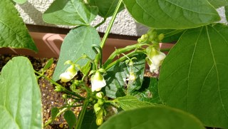 インゲンの花が咲いたので追肥開始 5/22
