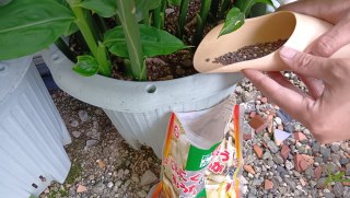 ミョウガの追肥のタイミング 5/23