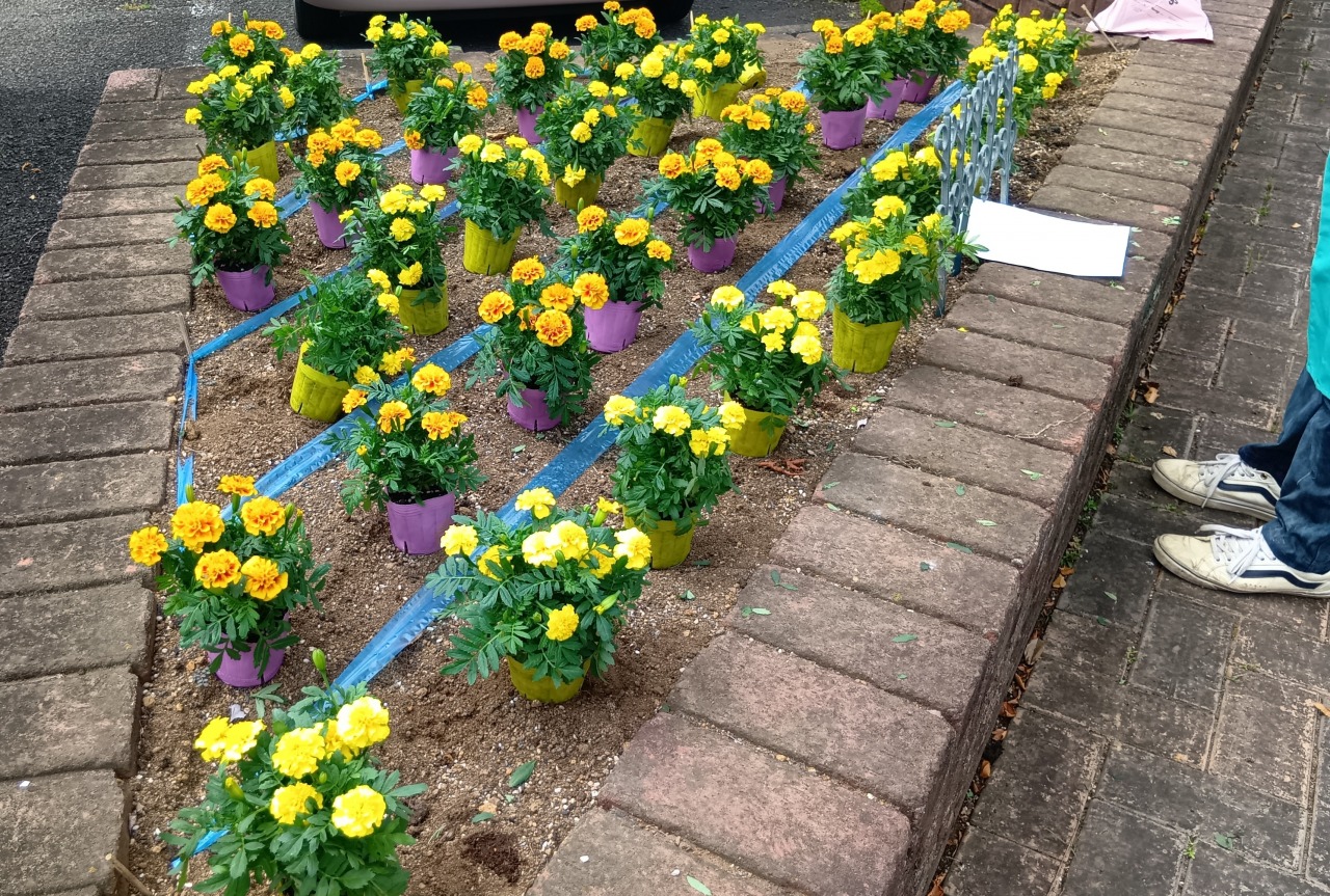 花苗の植え付け 焼津市花の会様 6/25