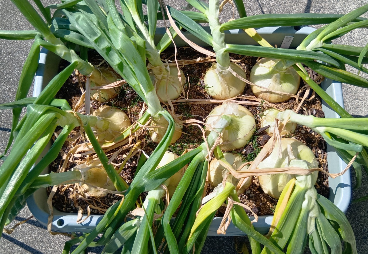 超極早生たまねぎの収穫　3/12