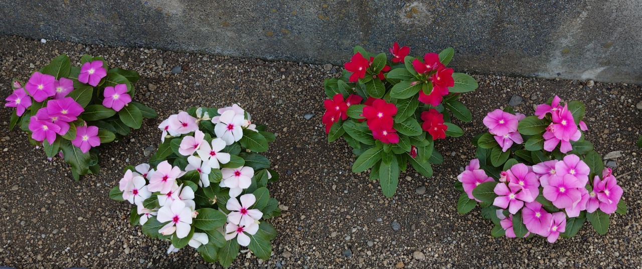 植付から約1か月の花壇の様子　8/