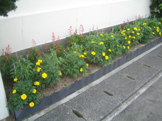 事務所前の花壇に追肥