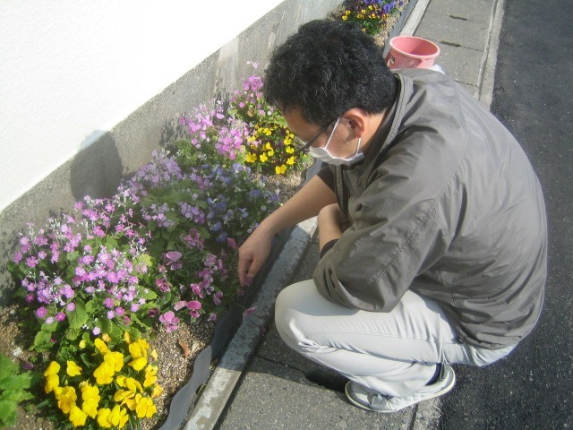 花壇の花がらつみ