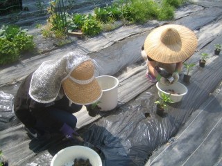 ナス科野菜の植え付け