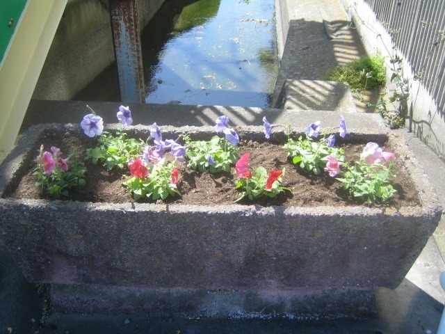 本中根歩道橋花壇の植替え