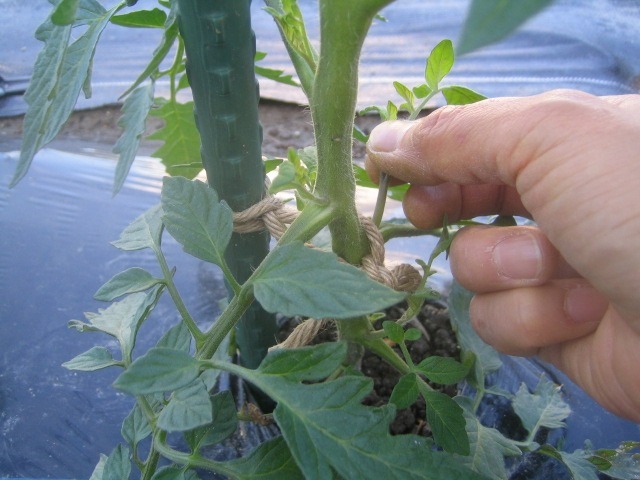 大玉トマトの芽かき