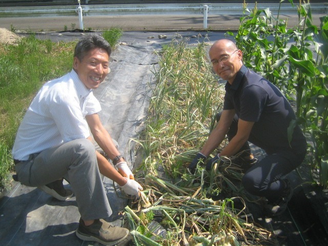 たまねぎの収穫&次の準備