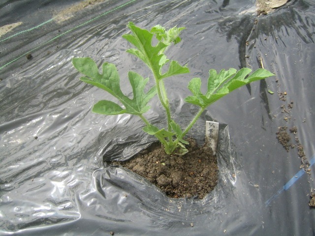 スイカの植え付け