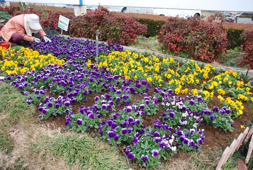 焼津市花の会様　2月の花壇の手入れ