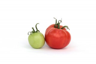 トマトを育てることが難しいのは何故?