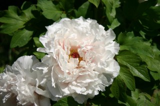 牡丹の花に良い肥料～醗酵油かす中粒