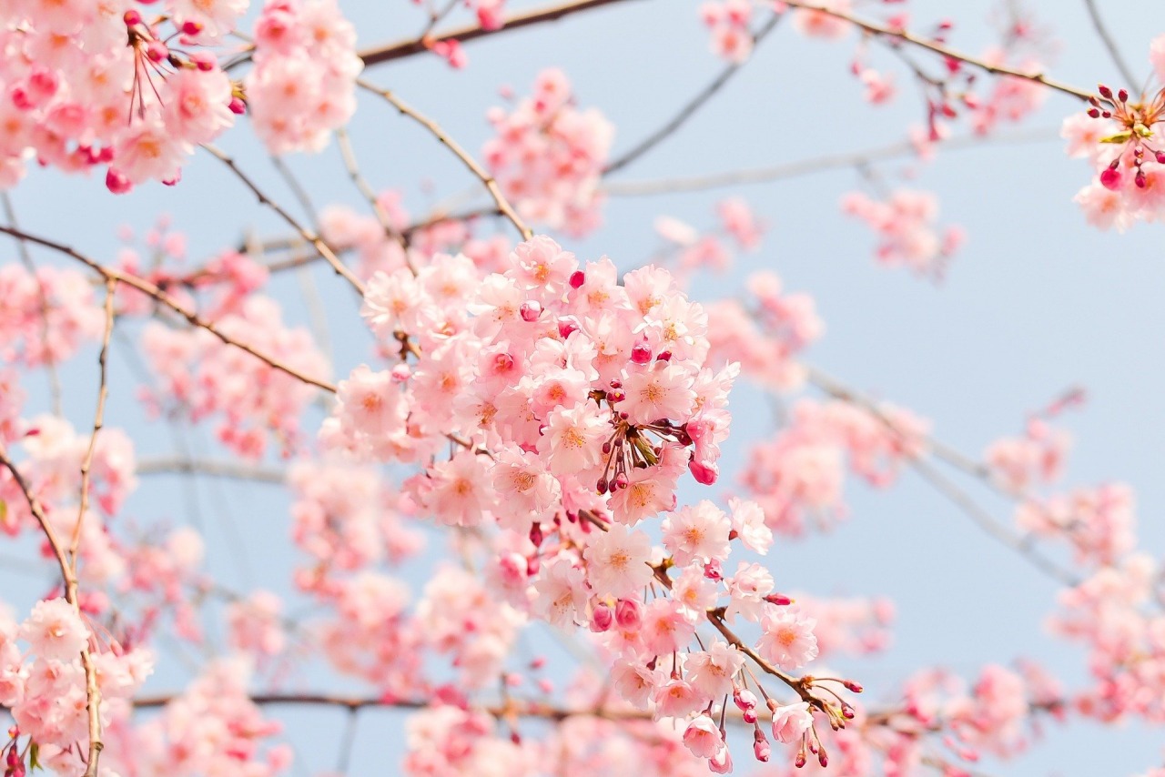啓翁桜を咲かせるためにはどうしたらいい？