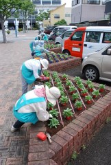 焼津市花の会様　6月　花壇の植え付け