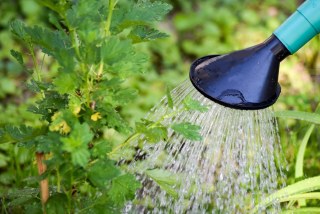 これで安心！鉢植えの水やりのタイミングを見極めるコツ