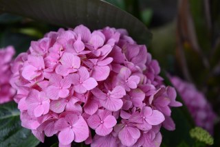 紫陽花（アジサイ）を綺麗に咲かせる剪定方法とは？