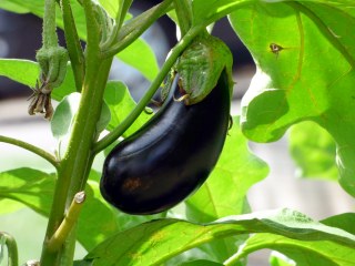 夏野菜の花で栄養診断をしよう！～なす