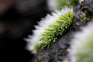 土の表面にある苔で植物の育ちやすさが分かります♪