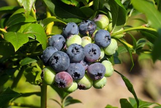 ブルーベリーの植え付けと肥料のコツ