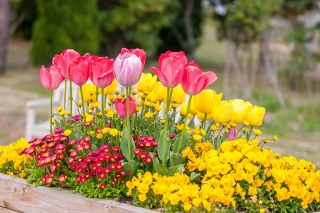 冬のガーデニングにおすすめ♪~お花の寄せ植え