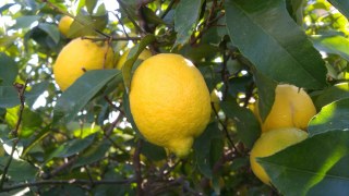 ぐんぐん育つレモンの栄養不足に注意！～夏に向けてのレモンの追肥