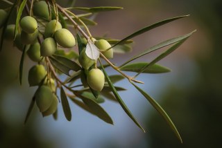 オリーブに「花後の肥料」を与えよう！