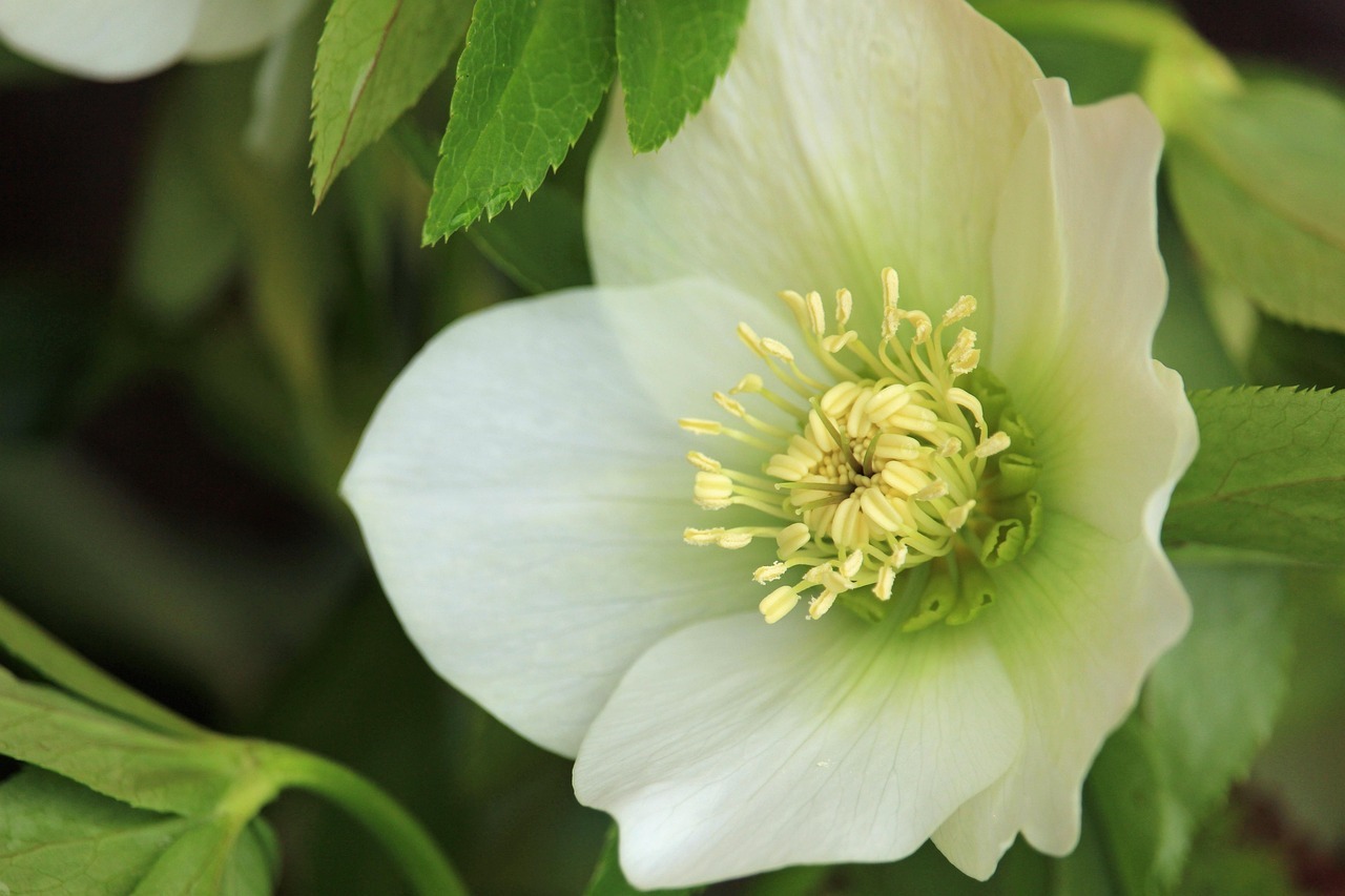 冬の貴婦人「クリスマスローズ」のお手入れのコツ