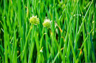 薬味はおまかせ！葉ねぎのプランター栽培