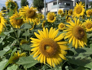 夏の猛暑対策 「深層施肥」